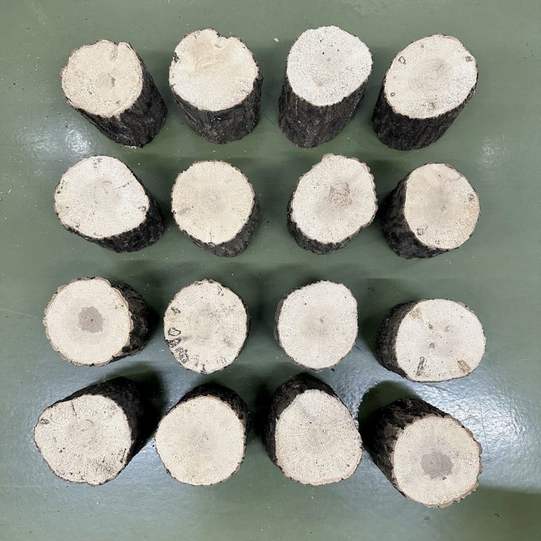 reishi2L
